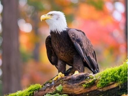 Chicago, IL federal criminal defense lawyer